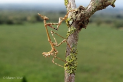 69-IMG_6776