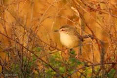 IMG_6046