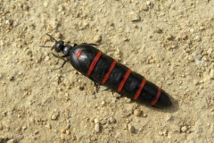 Ölkäfer Weibchen, Berberomeloe majalis, IMG_0568