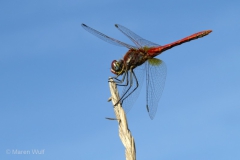 53 IMG_5978