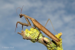 77 IMG_8245