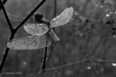 IMG_0452 (2)