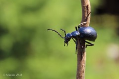 IMG_0486