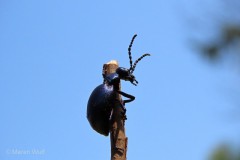 IMG_0501