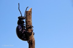 IMG_0510