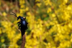 IMG_0512