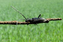 IMG_3306