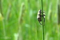 IMG_4152