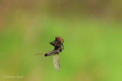 IMG_4411