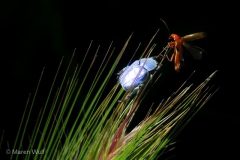 IMG_4595