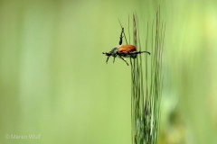 IMG_4647