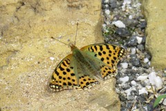 IMG_4910