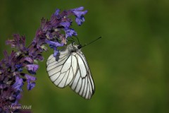 IMG_5262