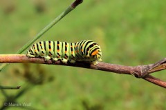 IMG_5560