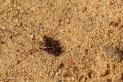 IMG_5594