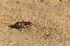 IMG_5893