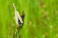 IMG_6965