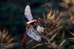 IMG_7723