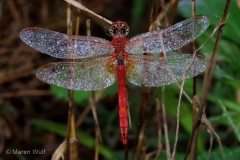 IMG_7899