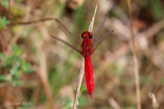 IMG_7970