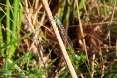 IMG_8094