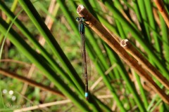 IMG_8096