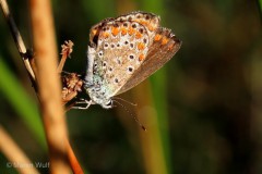 IMG_8112
