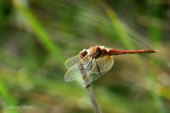IMG_8141