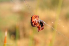 IMG_8161