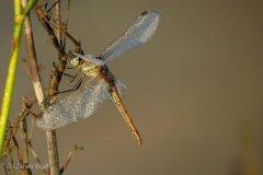 IMG_8297