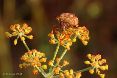 IMG_8481