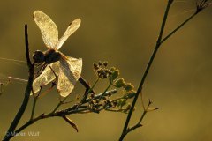 IMG_8695