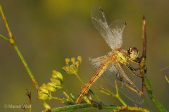 IMG_8708