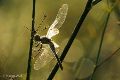 IMG_8730
