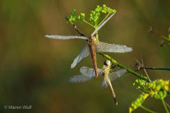 IMG_8768