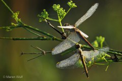 IMG_8775