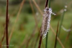 IMG_9321