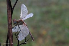 IMG_9487