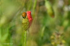 P1150499