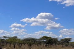 Akazienbusch mit Wolken