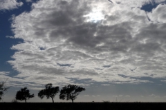 Wolkenhimmel mit Bäumen