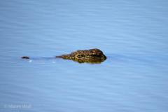 IMG_5101