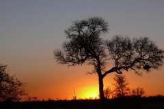 Sunset hinter Baum