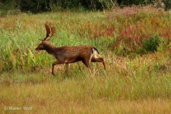 IMG_0468