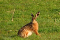 IMG_0598