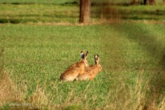 IMG_1623