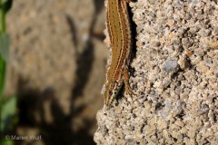 IMG_1741