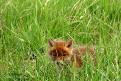 IMG_2765