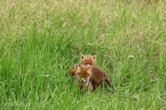 IMG_2911