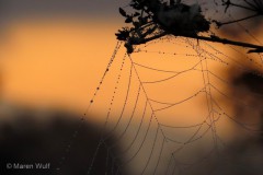 IMG_2967